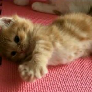 Meet your Posher, Tay